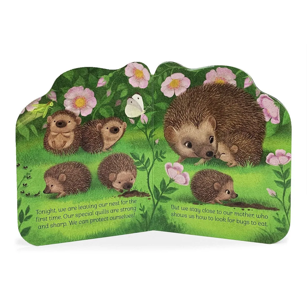 A Little Hedgehog Board Book