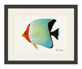 Hooded Butterflyfish Print - NEW