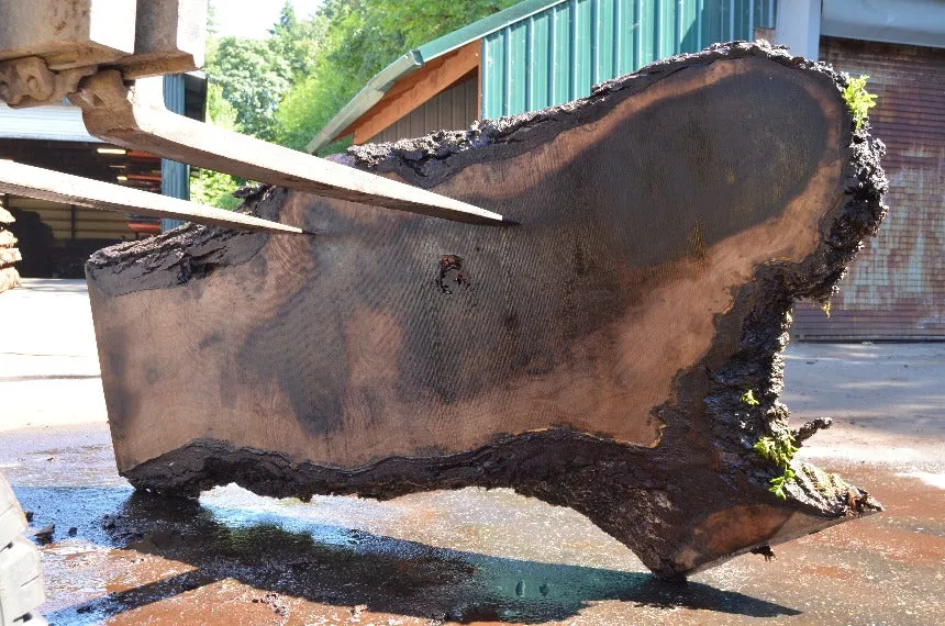 Oregon Black Walnut Slab 063022-09