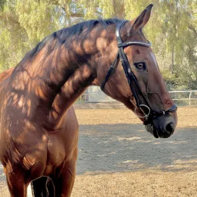 The Salzburg Patent Leather Drop Noseband Bridle